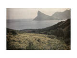 Field of Daisies and Marigolds Lies Along the Cape Peninsula Photographic Print by Melville Chater