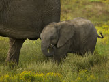 Baby African Elephant Walking Alongside an Adult Photographic Print by Mattias Klum