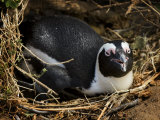 Jackass Penguin Sitting in a Nest Photographic Print by Mattias Klum