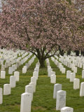 Cherry Tree Blooms in Arlington National Cemetery Photographic Print by Greg Dale