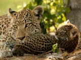 Leopard (Panthera Pardus) with Young Cub Photographic Print by Beverly Joubert