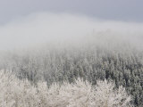 Brief Snowfall Lightly Covers Trees in a White Blanket Photographie par William Allen