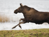 Moose Running by the Water Photographic Print by Mattias Klum