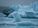 Gull Perched Atop of Ice in the Water at the Vatnajokull Icefield Photographic Print by Mattias Klum