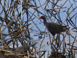 Purple Gallinule, Porphyrio Porphyrio, Foraging at Waters Edge Photographic Print by Tim Laman