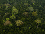 Riverine Forest Area North of Kuching Photographic Print by Mattias Klum
