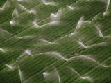 Sprinklers Irrigating Crops Outside Cape Town Photographie par Bobby Haas