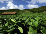 Fields of Tobacco at a Plantation Outside Santo Domingo Photographic Print by Raul Touzon