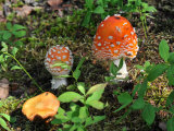 Poisonous Amanita, Fly Agaric Mushroom Among Mosses Photographic Print by George Herben