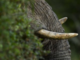 Close Up of Tusk and Trunk of an African Elephant Photographic Print by Mattias Klum