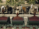 Men Deliver Ripe Coffee Berries to El Molino Mill for Processing Photographie par Luis Marden