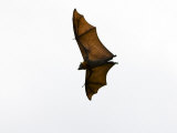 Flying Fox in Flight Photographic Print by Mattias Klum