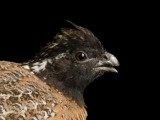 Endangered Masked Bobwhite Quail Photographie par Joel Sartore