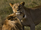 Male and Female African Lions, Panthera Leo, Nuzzling Photographic Print by Mattias Klum