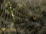 Orb-Weaving Spider in the Center of it's Web Photographic Print by Mattias Klum