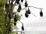 Flying Foxes Hanging in a Tree to Rest Photographic Print by Mattias Klum