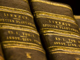 Books in the Library of Carl Linnaeus Photographic Print by Mattias Klum