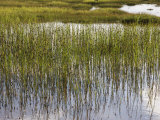 Clump of Horsetail Reeds (Equisetum Hyemale) Photographie par Keenpress 