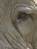 Close Up Detail of the Eye of an African Elephant, Loxodonta Africana Photographic Print by Paul Sutherland