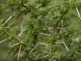 Close Up of the Thorny Branches of an Acacia Tree Photographic Print by Mattias Klum