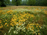 Field of Black Eyed Susans and Other Wildflowers Photographie par Michael Melford