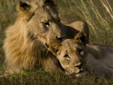 Male and Female African Lions, Panthera Leo, Nuzzling Photographic Print by Mattias Klum