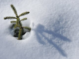 Young Spruce Tree Surrounded by a Blanket of Snow Photographic Print by George Herben