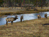 Elk Grazing Along the Madison River in Yellowstone National Park Photographie par Jodi Cobb