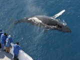 Humpback Whale, Megaptera Novaeangliae, Swimming Near a Tourist Boat Photographic Print by Keenpress 