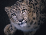 Curious, Predatory Stare of a Female Snow Leopard Stalking Prey Photographic Print by Jason Edwards Curious, Predatory Stare of a Female Snow Leopard Stalking Prey Photographic Print by Jason Edwards