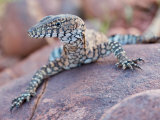 Perentie Monitor Lizard Basking on Rock in Outback Australia Photographic Print by Brooke Whatnall