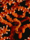 World's Smallest Species of Sea Horse in the Branches of a Coral Photographic Print by Paul Sutherland