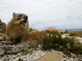 Close Up of a Small Mammal Chewing His Food Photographic Print by Mattias Klum