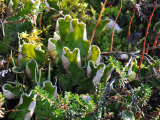 Ground Cover of Lichens and Other Small Plants Photographic Print by George Herben
