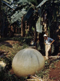 Woman Studies Large Manmade Stone Sphere Resting in Banana Field Impressão fotográfica por Luis Marden