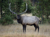 Elk in Yellowstone National Park Photographie par Jodi Cobb