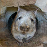 Southern Hairy-Nosed Wombat Coming Out of Den in Curiosity Photographie par Brooke Whatnall