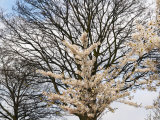 Early Spring View Showing a Blooming Cherry Blossom Branch Photographic Print by Keenpress 