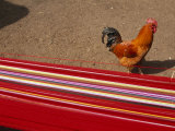 Rooster Walks Past Colorful Warp Yarn on a Back Strap Loom Photographie par Gordon Wiltsie