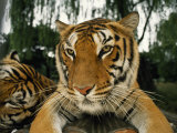 Tigers Resting at a Zoological Park Near Seoul Photographie par Paul Chesley