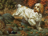 Portrait of a Clumber Spaniel Hunting a Bird Photographic Print by Walter Weber