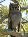 Verreaux's Eagle Owl, Bubo Lacteus, or Milky Eagle Owl, in a Tree Photographic Print by Paul Sutherland