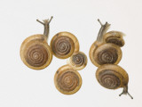 Iowa Pleistocene Snail, Photographic Print
