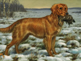 Golden Retriever Holds a Dead Bird in its Mouth Photographic Print by Walter Weber