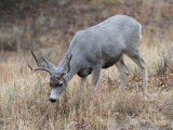 Elk in Yellowstone National Park Photographie par Jodi Cobb