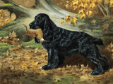 Portrait of English Cocker Spaniel Holding a Bird in its Jaws Photographic Print by Walter Weber