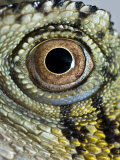 Abstract Close Up of an Eastern Water Dragon's Eye Photographic Print by Brooke Whatnall