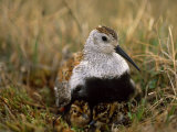 Dunlin Sandpiper, Calidris Alpina, on its Nest on the Tundra Photographic Print by Joel Sartore