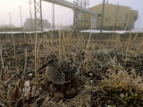 Dunlin Sandpiper, Calidris Alpina, Sitting on Eggs in a Nest Photographic Print by Joel Sartore