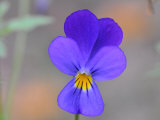 Close Up of a Wild Johnny Jump Up Flower Photographic Print by George Herben